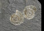 Dactylioceras Ammonite Cluster - Posidonia Shale #52908-2
